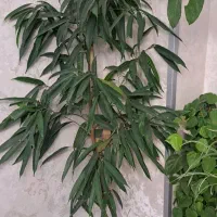 گلها و گیاهان‌آپارتمانی خاص