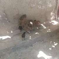 مرغ کرک وجوجه