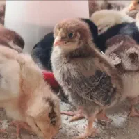جوجه مرغ رسمی گلپایگان جوجه رنگی،دان جوجه،آرد ذرت