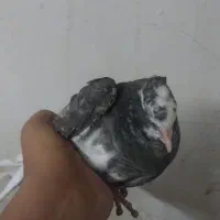 کفتر جوجه