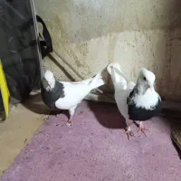 جفت طوقی سیاه به فروش میرسد