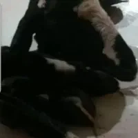 کله پاچه و سیرابی