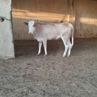 گوساله