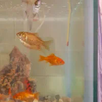 ماهی قرمز و طلایی