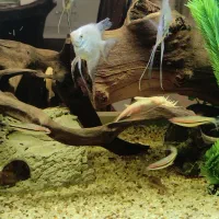 کت فیش وارداتی،ردلاین وارداتی، آنجل ،سورم