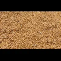 گندم بذر اوکراینی