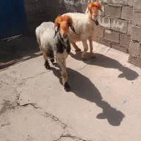 میش داشتی