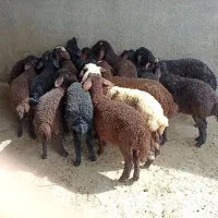 گوسفند (بره)
