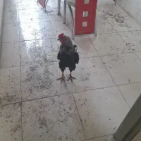 خروس لاری.افغان