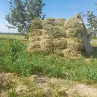 یونجه خشک خالص ۸۹ بسته
