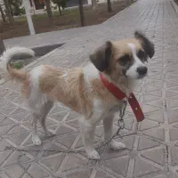 واگذار پاپی سگ رایگان