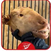 تمیز کردن کله پاچه گوسفند