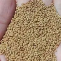 بذر یونجه کشت زار