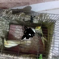 جوجه عروس هلندی