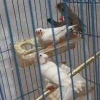 فنج