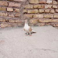 کفتر|پرنده|زاوه, |دیوار