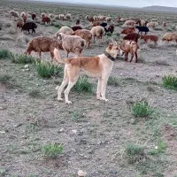 سگ گله|سگ|تربت جام, جامرود|دیوار