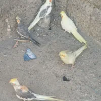 پنج عدد عروس هلندی و دو جفت مرغ عشق همه با هم