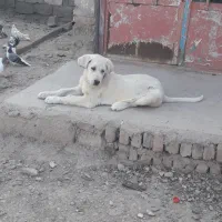 ماده پژدر ۸۰روزه