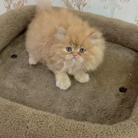 **ایران کتز * ۱۸ سال تخصص/گربه cat