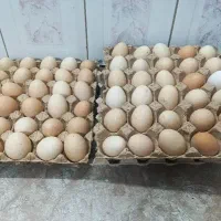 تخم مرغ محلی 17000