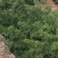 قوره ازکشاو رز