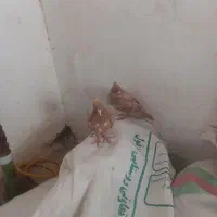 قناری 4عدد شوش شاوور