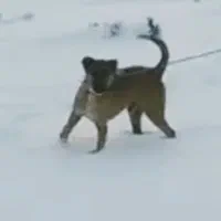 سگ گله ونگهبان