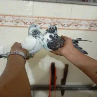 دوتا حیوون نیص در جهان