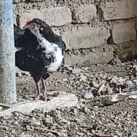 مرغ و خروس و جوجه و نیمچه اصیل