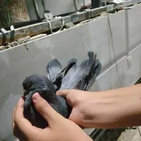 کفتر