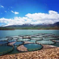 حدود 30تن گندم آبی ممتاز