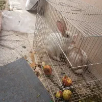 دوتاخرگوش شش ماهه جفت