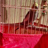 سلام عروس هلندی با قفس وجادونی نردبان وطاب