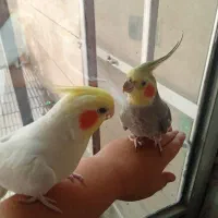 عروس هلندی