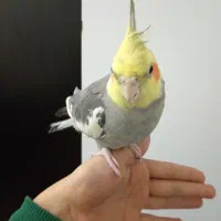 عروس هلندی نر اهلی