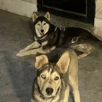 سگ هاسکی نر میکس چشم رنگی