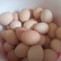 تخم مرغ محلی