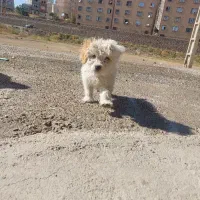 سگ لولا