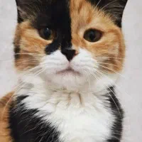 واگذاری گربه