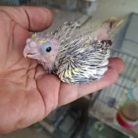 ۶ عدد جوجه عروس هلندی سرلاکی و دستی