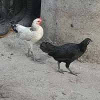 جوجه چینی