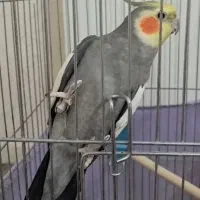 عروس هلندر همراه قفس