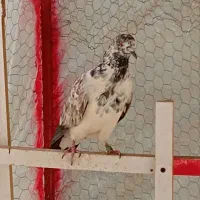 کبوتر غارنه