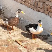 اردک محلی مرغ و خروس