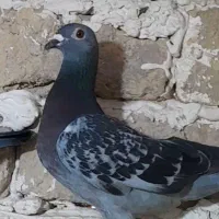 کفتر یا کبوتر