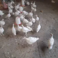 فروش بوقلمون بیوتی۶