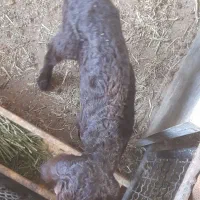 بره جنس دار نر افشار