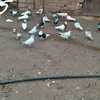 کبوتر رنگی .پرشی