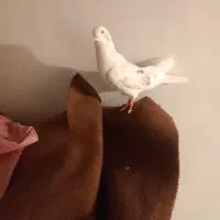 کف تر نر مست مست پرشی
